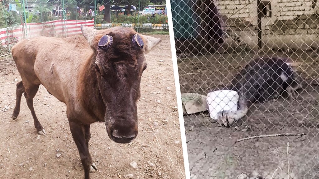 зоопарк душанбе 2022. зоопарк душанбе 2022. природа таджикистана (флора и фауна). животные душанбе. душанбинский зоопарк животные.